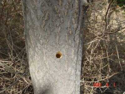 Salt vs. Tree of Heaven - Click for larger image!