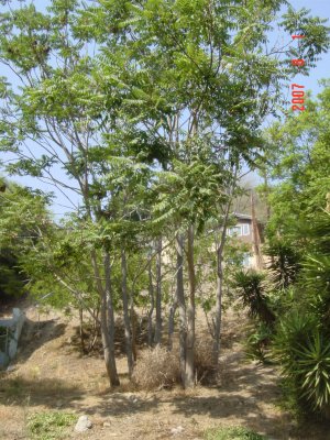 Salt vs. Tree of Heaven - Click for larger image!