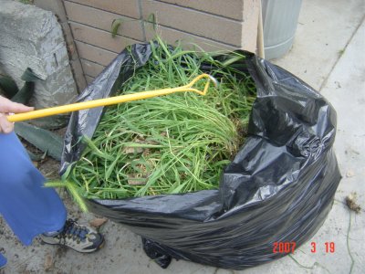 Remove weeds from the ground to the waste bag all in one opeartion!  Click to see larger image!