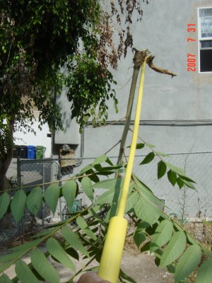 Weed Twister vs. Tree of Heaven - Click for larger image!